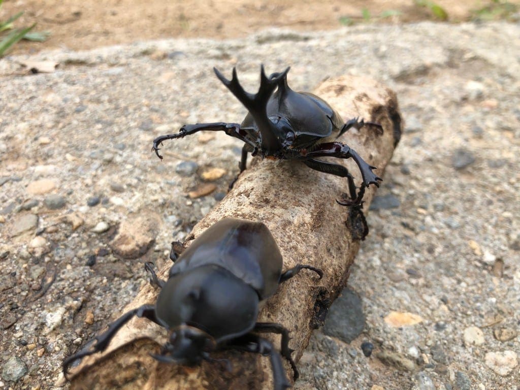 kabutomushi